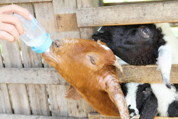 Agricultor alimentación leche a granja cabra. —  Fotos de Stock