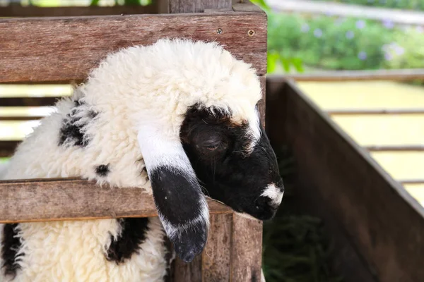 Schapen in een boerderij, Thailand. — Stockfoto