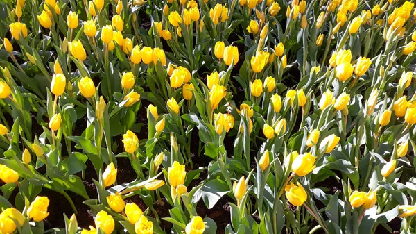 Sárga tulipánok a mezőn. — Stock Fotó