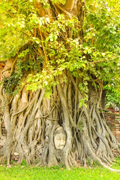 Ancienne tête de Bouddha dans les racines des arbres à Wat Mahathat dans Ayutthaya h — Photo