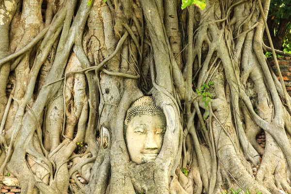 Ayutthaya h Wat Mahathat de ağaç kökleri antik Buda kafa — Stok fotoğraf