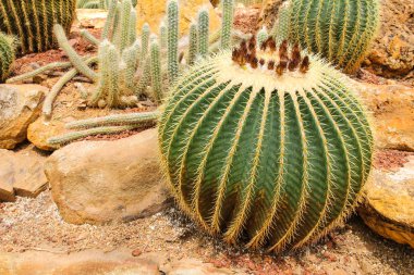 Tropik Botanik Bahçesinde Kaktüs, Tayland.
