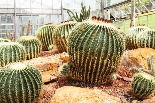 Kaktus w Tropikalnym Ogrodzie Botanicznym, Tajlandia. — Zdjęcie stockowe