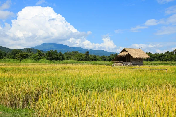 Рисовое поле в Чиангмае, Таиланд . — стоковое фото