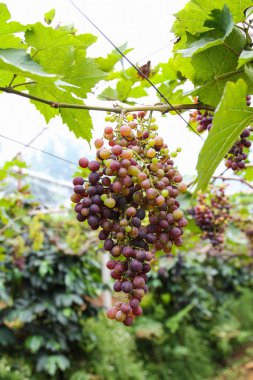 Tayland 'da fidanlıklarda üzüm.