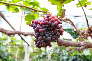 Tayland 'da fidanlıklarda üzüm.