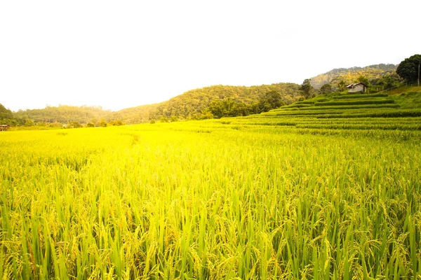 Sawah di Chiang Mai, Thailand . — Stok Foto