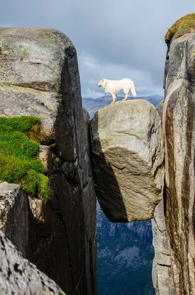 Cane bianco in piedi sulla roccia di Kjeragbolten in Norvegia — Foto Stock