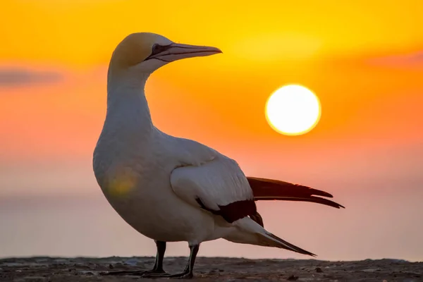 Oiseau Gannet de la colonie Gannet au cap Kidnappers au lever du soleil à Hawkes Bay, près de Hastings, sur l'île du Nord, en Nouvelle-Zélande — Photo