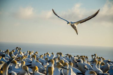 North Island Hastings yakınlarındaki Hawkes Bay Cape Kidnappers de Gannet Colony, Yukarıda uçan Gannet ile Yeni Zelanda