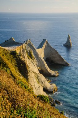 Gannet Colony Cape Kidnappers at Hawkes Bay North Island, Yeni Zelanda Hastings yakın