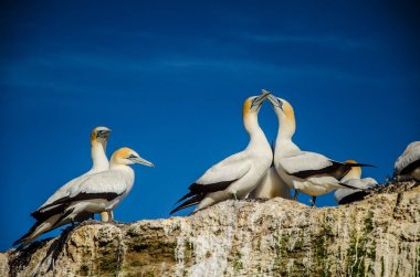 Gannet Colony Cape Kidnappers at Hawkes Bay North Island, Yeni Zelanda Hastings yakın