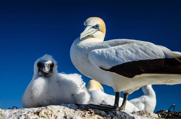 Gannet Colony a Cape emberrablók a Hawkes Bay közelében Hastings on North Island, Új-Zéland — Stock Fotó