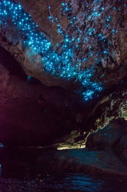 Bioluminiscent Glow Worms shining in Waipu Caves, Northland, North Island, New Zealand clipart