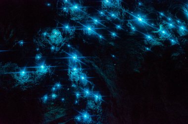 Waipu Mağaralarında parlayan Bioluminiscent Glow Worms, Northland, North Island, Yeni Zelanda
