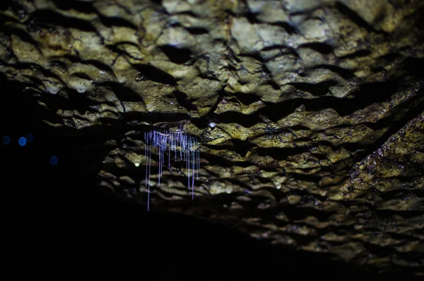 Vermi bagliori bioluminescenti che brillano da vicino nelle grotte di Waipu, Northland, Isola del Nord, Nuova Zelanda — Foto Stock