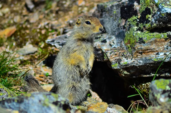 Braunes Streifenhörnchen im Denali-Nationalpark, einem Naturschutzgebiet in der alaskanischen Wildnis — Stockfoto