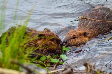 Closeup photo of beavers eating in the lake, Tripple lakes trail, Denali National park and Preserve, Alaska, United States, North America clipart