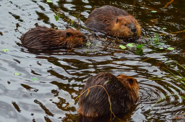 Closeup photo of beavers eating in the lake, Tripple lakes trail, Denali National park and Preserve, Alaska, United States, North America — Stock Photo, Image