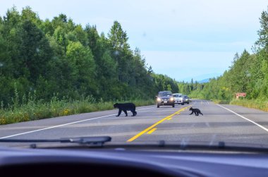 Denali State park, Alaska, Amerika Birleşik Devletleri, Kuzey Amerika'da george parkları karayolu yol geçiş küçük bebek yavrusu ile siyah ayı