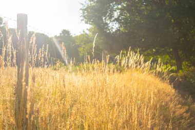 Çavdar bir manzara büyüyor
