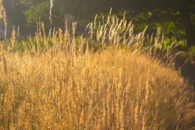 Çavdar bir manzara büyüyor