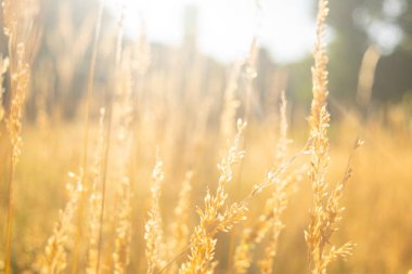 Çavdar bir manzara büyüyor