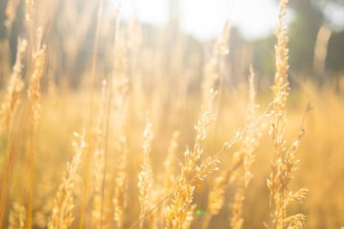 Çavdar bir manzara büyüyor