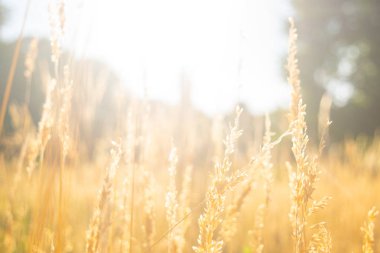 Çavdar bir manzara büyüyor