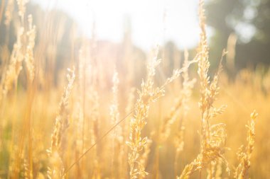 Çavdar bir manzara büyüyor