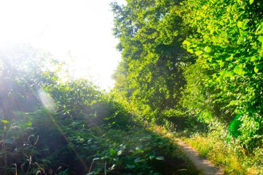 Hollanda çayırına bitişik bir yol