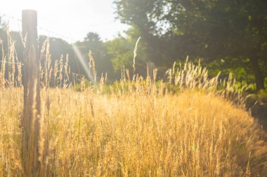 Çavdar bir manzara büyüyor