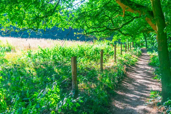 Sol brilhando árvores secas, Gelderland — Fotografia de Stock