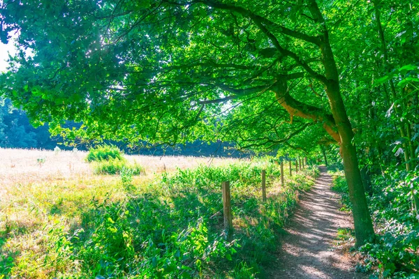 Sonnenscheinende Trogbäume, Gelderland — Stockfoto