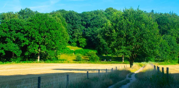 Hollanda ormanı önünde çayır — Stok fotoğraf
