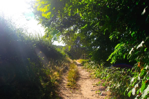 Un chemin à côté d'une prairie hollandaise — Photo