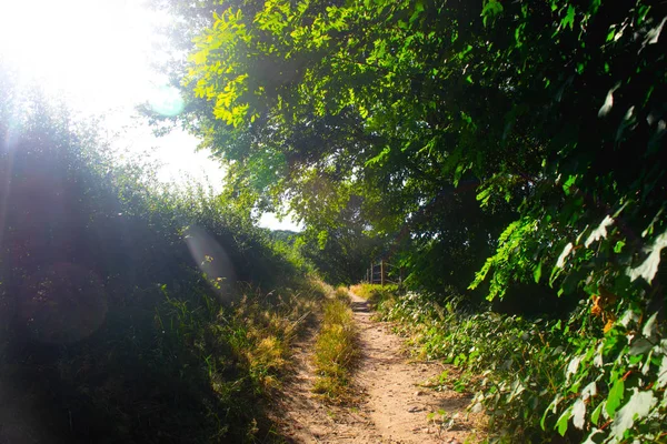 A path next to a Dutch meadow — Stock Photo, Image
