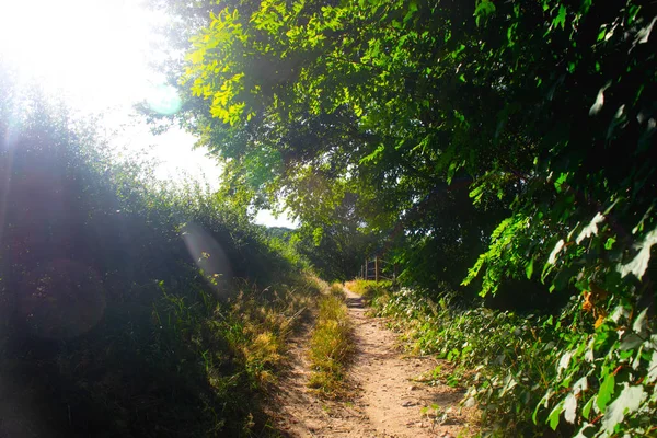 Um caminho ao lado de um prado holandês — Fotografia de Stock