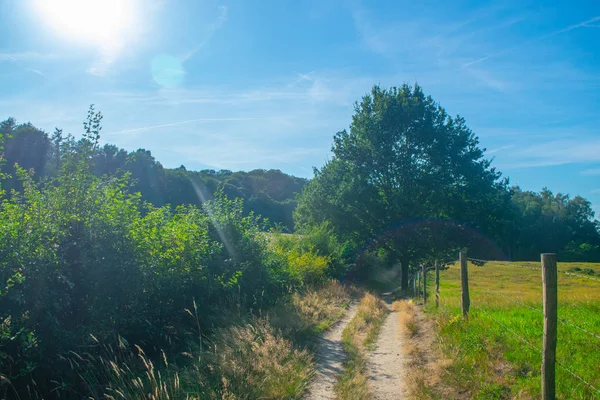 Un camino junto a un prado holandés —  Fotos de Stock