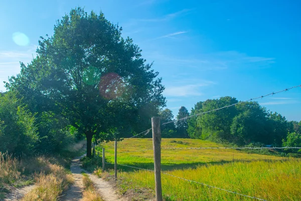 Un camino junto a un prado holandés —  Fotos de Stock