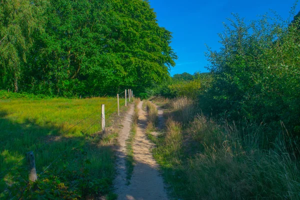 オランダの牧草地の隣の道 — ストック写真