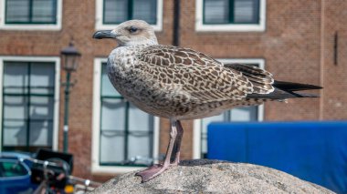 Bir martı bir direğin üzerinde duruyor.