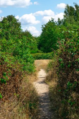 Hollanda Ormanı'nda Bir Yol