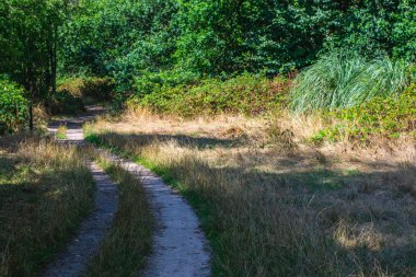 Yaz aylarında Hollanda Ormanı'nda Yol