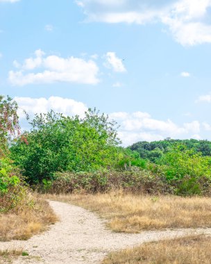 Hollanda Ormanı'nda Bir Yol