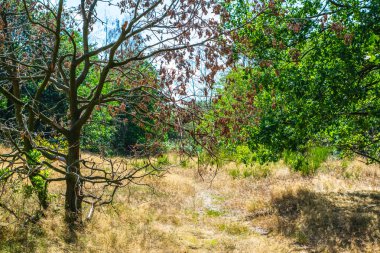 Hollanda Ormanı'nda Bir Yol