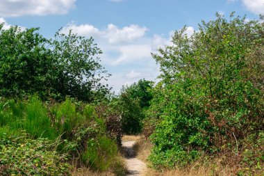 Hollanda Ormanı'nda Bir Yol
