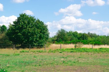 Hollanda manzara Singe ağacı