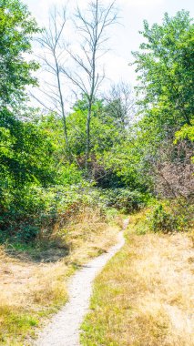 Hollanda Ormanı'nda Bir Yol
