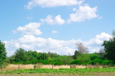 Hollanda manzara Singe ağacı